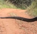 KFS Issues Safety Advisory Following Alleged Python Sighting in Karura Forest
