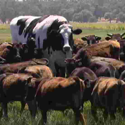 Meet Knickers, the Giant Australian Cow Who Has Fascinated Global Internet Users