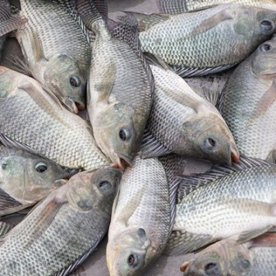 Kenyan Gov't Suspends Ban Imposed on Chinese Fish