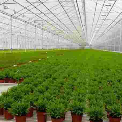 US Marijuana Company Bangi Inc. Seeks Listing on Nairobi Securities Exchange