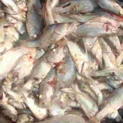 Gov’t Shelves Plan to Ban Importation of Chinese Fish into Kenya