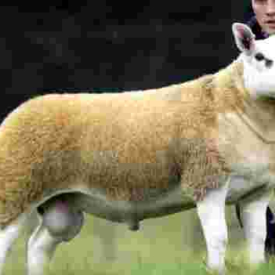 World's Most Expensive Sheep Fetches $490,000
