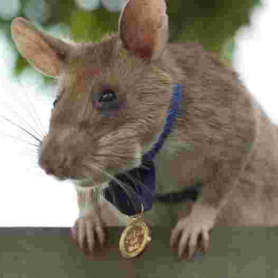 Tanzanian Rat Awarded Gold Medal for Live-Saving Bravery in Detecting Explosives