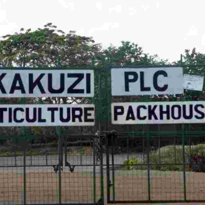 More UK, German Retailers Cut Avocado Supplies by Kenyan Producer Kakuzi