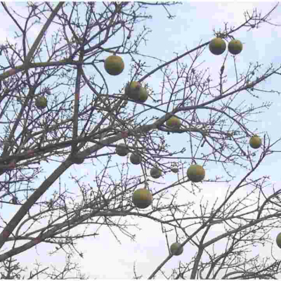 25 Members of the Same Family Die After Eating Wild Fruits and Plants