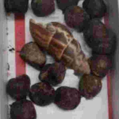 Woman Traveling from Kenya Arrested at Minnesota Airport With Giraffe Poop