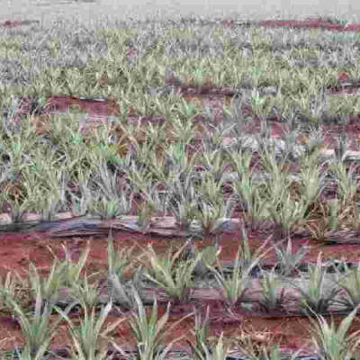 Pineapple Plantation at Del Monte Farm in Muranga County Workers Cry Foul as Del Monte Cuts Working Days to Cut Costs