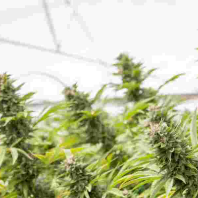 Using or Selling Cannabis (‘bhang’) is Illegal in Kenya Should Kenya Legalize and Start Bhang Exportation?