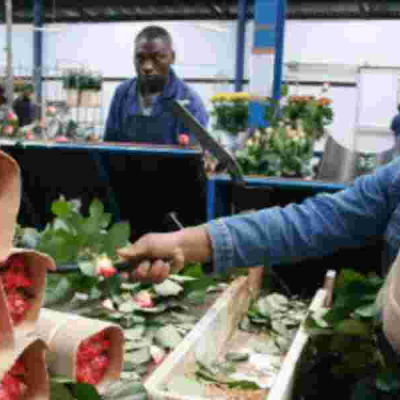 Flowers Workers at a Naivasha UK Suspends Tariffs on Kenyan Cut Flowers