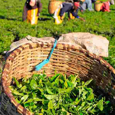Tea Farm Residents Raise Issues Prior to Tea Estate's Impending Sale