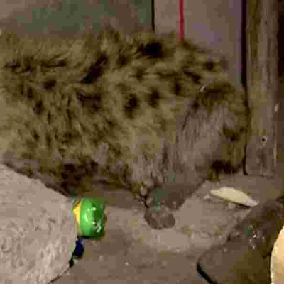 Moses Kuria Promises Compensation to Family of Hyena Attack Victim in Juja