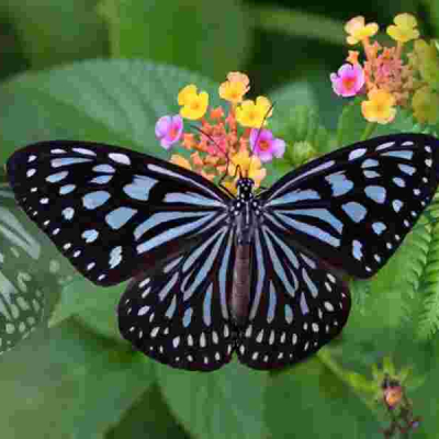 Butterflies Italian Father-Son Duo Fined $200,000 for Insect Smuggling in Sri Lanka