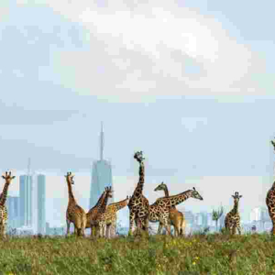 KWS Outlines Rules for Upcoming Free National Parks Day