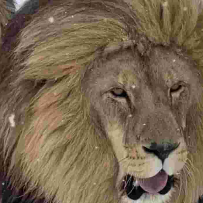Lions in the Snow South African Lions, lionesses Enjoy Unexpected Snowfall