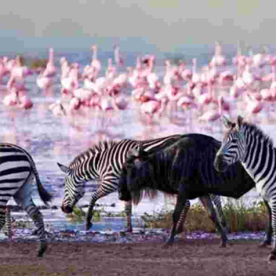 High-Tech Tracking as Nakuru's Wildlife Census Goes Digital