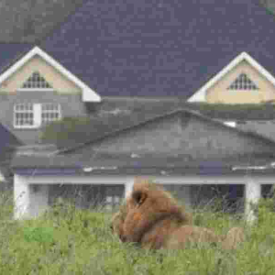 Senator Raphael Demands Answers from KWS After Lions Spotted in Kwale Estate