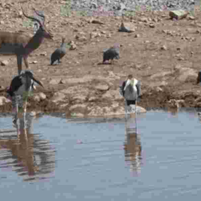 Report: African Wildlife Numbers Drop 76% in Five Decades