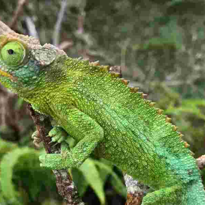 Kenya's Exotic Pet Trade Threatens Rare Species