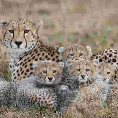 How Luxury Pet Trade Pushes Kenyan Cheetahs Toward Extinction