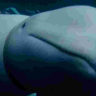 Beluga Whale How a Russian Military-Trained Beluga Whale Ended Up in Norway