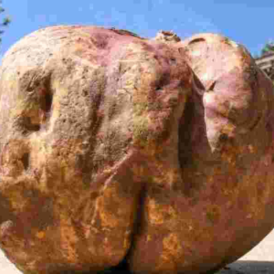 Is This Kenya's Largest Sweet Potato? Nakuru Farmer's Record-Breaking Harvest