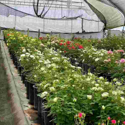 Flower Farm How Cloud Seeding Saves Billions in Naivasha Flower Industry