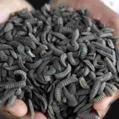 Maggots How Zimbabwean Farmers Are Surviving Drought with Maggots