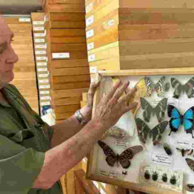 Steve Collins: Kenyan Man Who Turned Butterfly Collecting into Million-Shilling Art