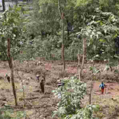 Kenya Loses 6 Million Eucalyptus Trees in Six Months