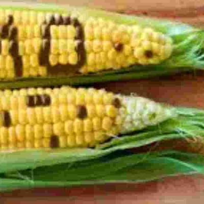 GMO Kenya Set to Introduce GMO Maize After Public Consultation Period