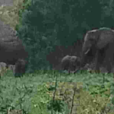Kenya Celebrates Latest Twin Elephant Birth
