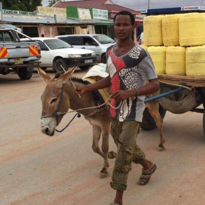 Donkey Kenyan Treasury Eyes Animal Transport to Cut Government Spending