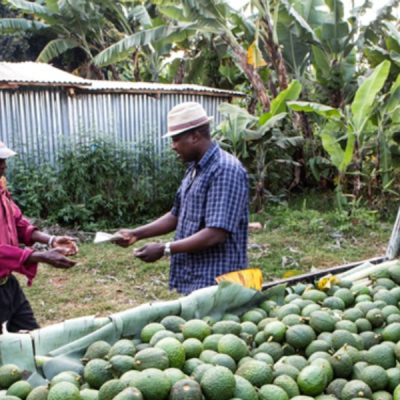 Avocado Farming Kenya's Avocado Boom Creates Wave of Rural Millionaires