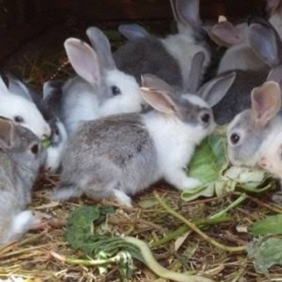 Rabbit Farming How 10,000 Farmers Are Turning Rabbit Breeding into Profitable Venture in Coastal Kenya