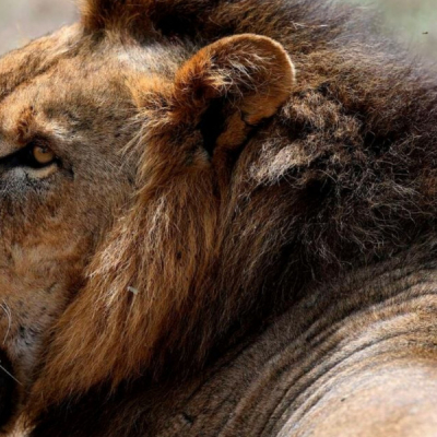 Lion Attack in Nairobi and Elephant Trampling in Nyeri Leave Two Dead