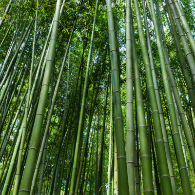 Bamboo Revolution: Kenya Moves Toward Eco-Friendly Building Solutions