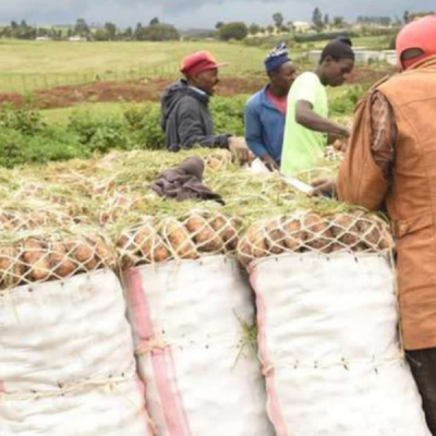 Nyandarua Potatoes Among Most Contaminated, Study Finds