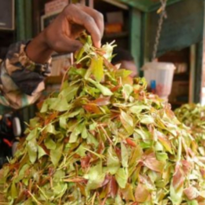 Health Experts Warn of Muguka Addiction as Lawmakers Consider Ban