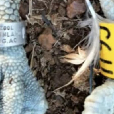 Second Finnish Osprey Found in Siaya County