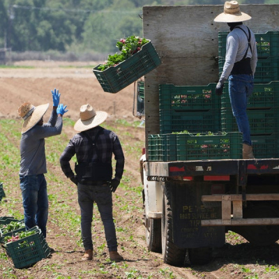 Farm Workers ICE Raids Resume Nationwide as Trump Targets Undocumented Workers