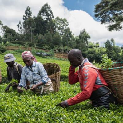 Tea Exports Israel-Iran Conflict Threatens Kenyan Tea Exports