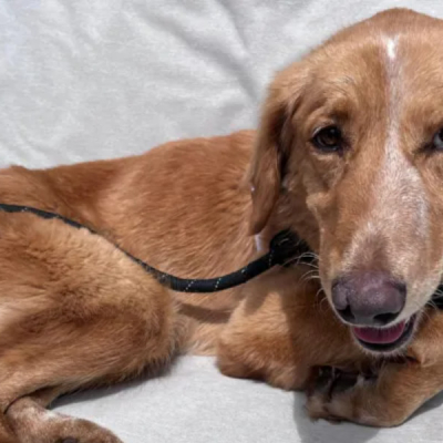 Amber Dog Survives 100-Mile Trek and Island Swim Before Rescue