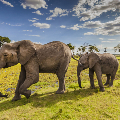 Maasai Mara Earns Global Recognition for Annual Wildebeest Migration