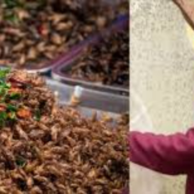 How Jannifer Muthike Earns Sh250,000 Monthly Farming Black Soldier Flies