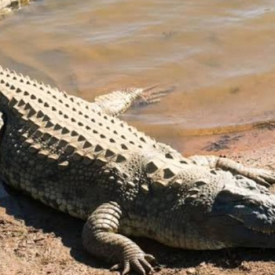 Crocodile Boy, 13, Killed by Crocodile While Fetching Water in Makueni
