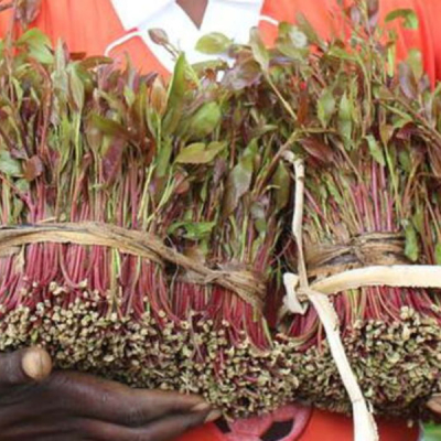 Miraa Kenya to Use Cooperatives to Stabilise Miraa Supply Chain