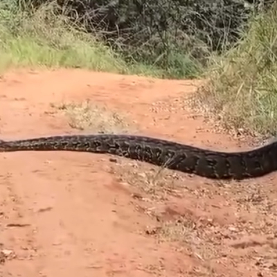 Python KFS Issues Safety Advisory Following Alleged Python Sighting in Karura Forest