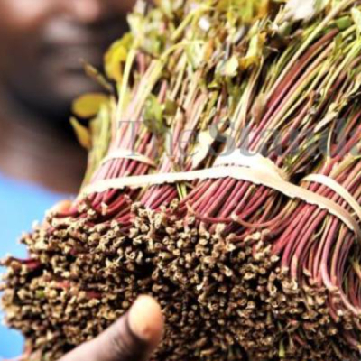 Miraa Meru University in New Bid to Turn Miraa into Drinkable Sachets