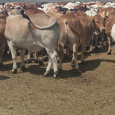 Bulls Kalenjin Elders to Honour Raila Odinga with Rare Tribute of 80 Bulls