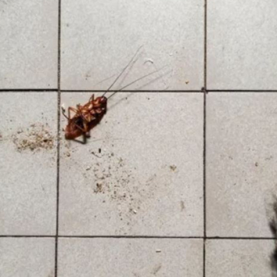 Cockroach Woman’s Attempt to Burn Cockroach Triggers Apartment Fire in South Korea